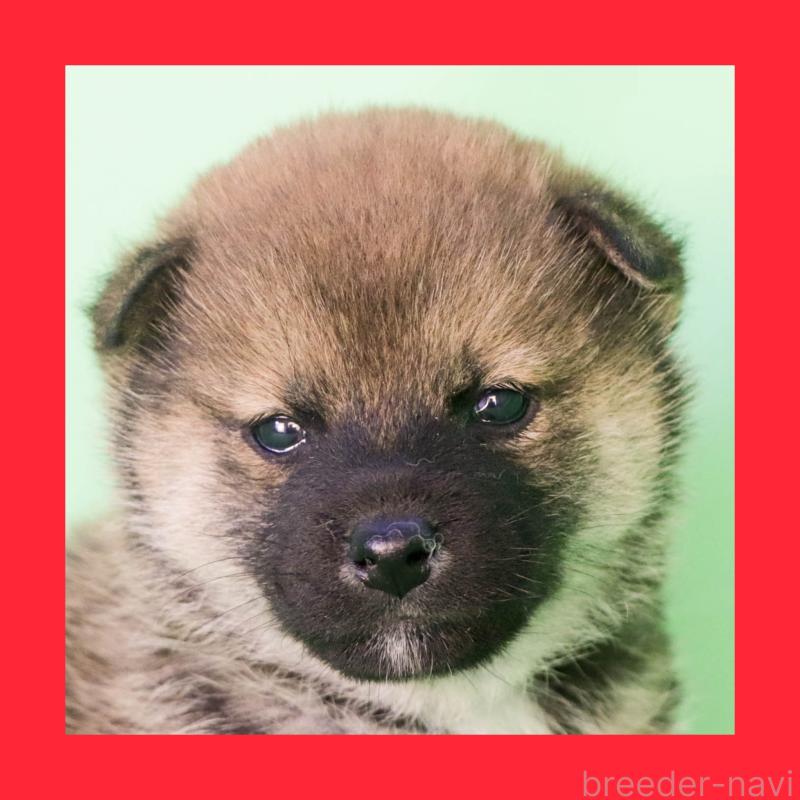 販売中の愛知県の柴犬-447088