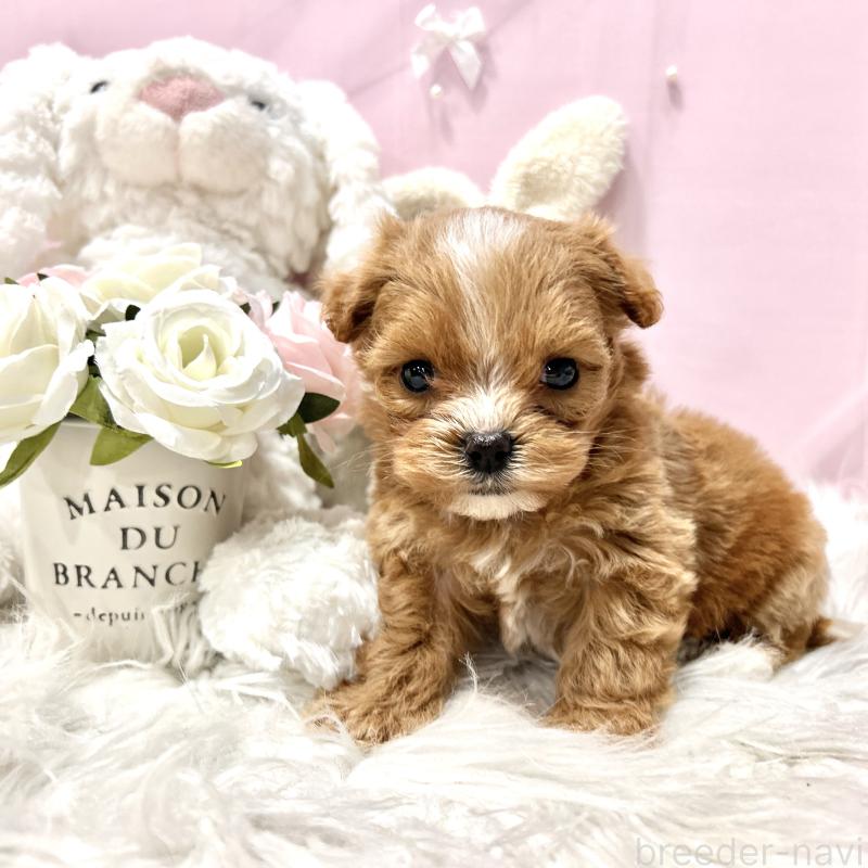 販売中の栃木県のミックス犬-448517の13枚目