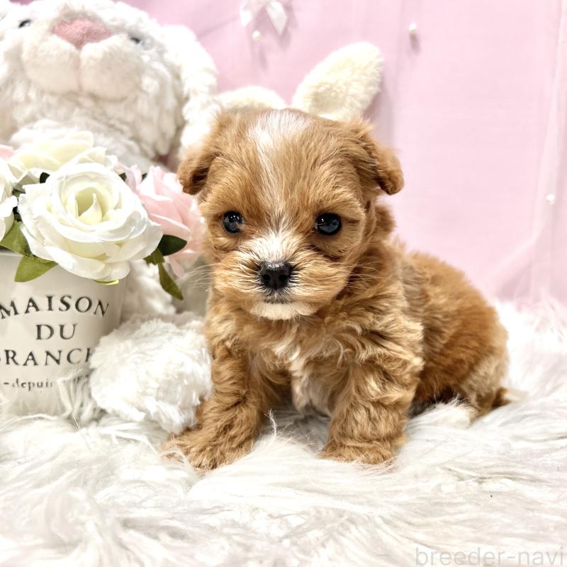 販売中の栃木県のミックス犬-448517の12枚目