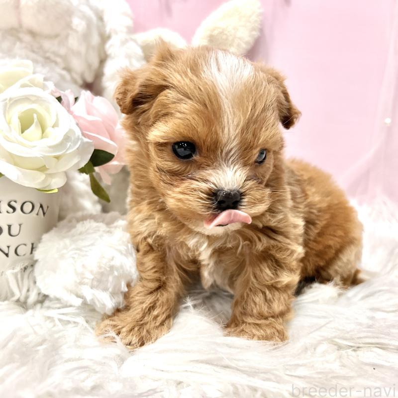 販売中の栃木県のミックス犬-448517の11枚目