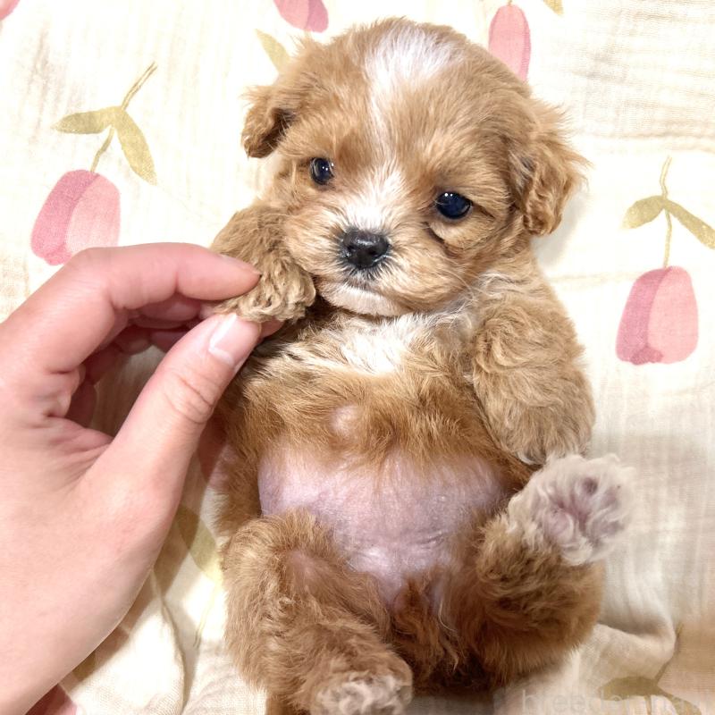 販売中の栃木県のミックス犬-448517の7枚目