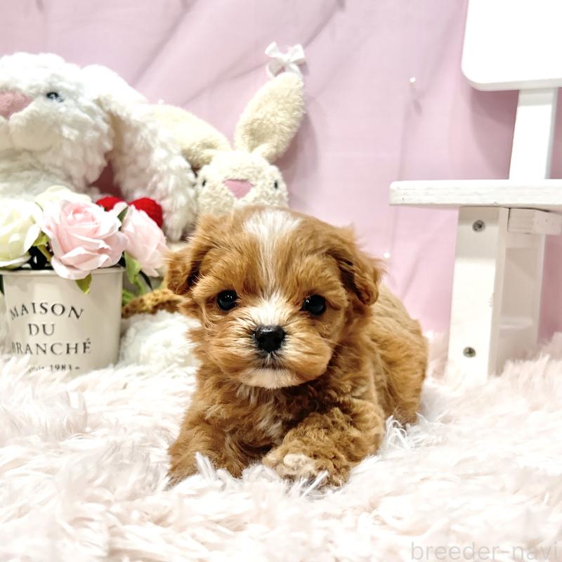 販売中の栃木県のミックス犬-448517の6枚目