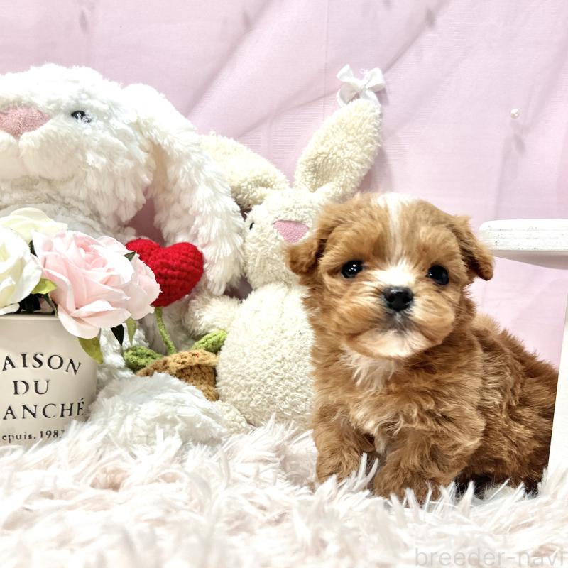 販売中の栃木県のミックス犬-448517の4枚目