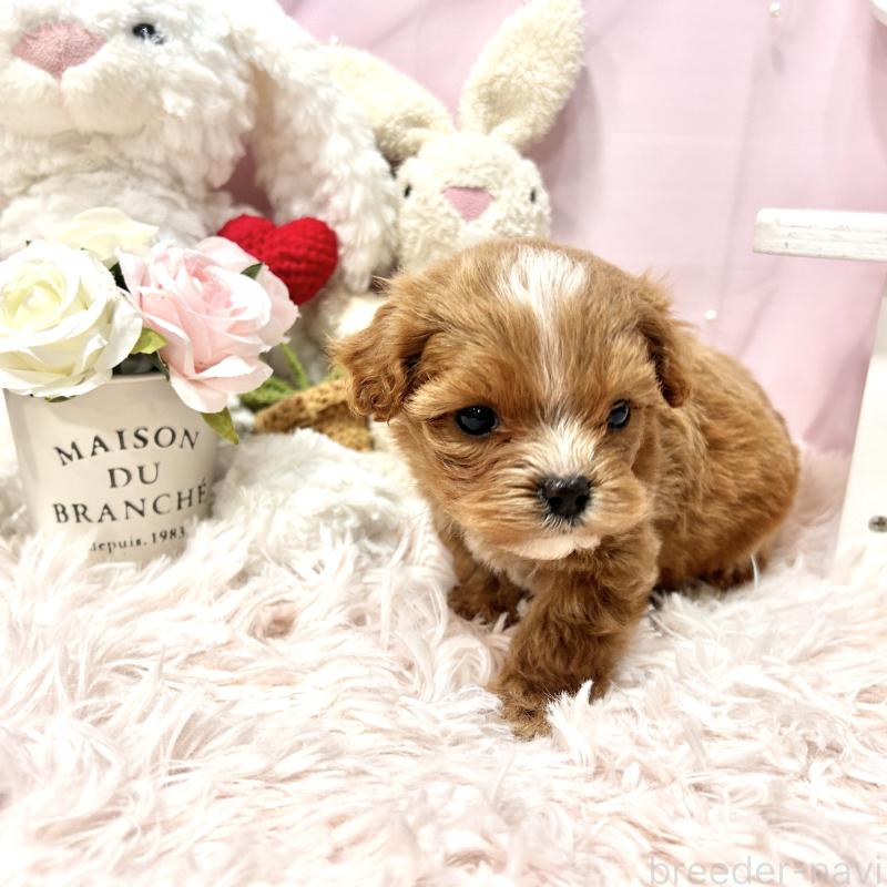 販売中の栃木県のミックス犬-448517の3枚目