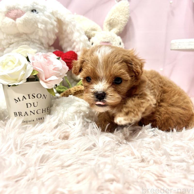 販売中の栃木県のミックス犬-448517の2枚目