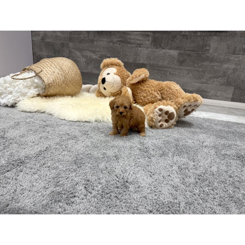 販売中の滋賀県のティーカッププードル-448506の6枚目