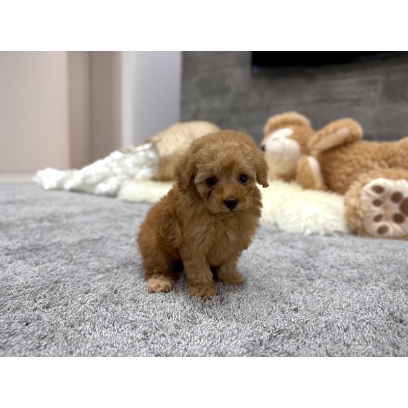 販売中の滋賀県のティーカッププードル-448506の5枚目