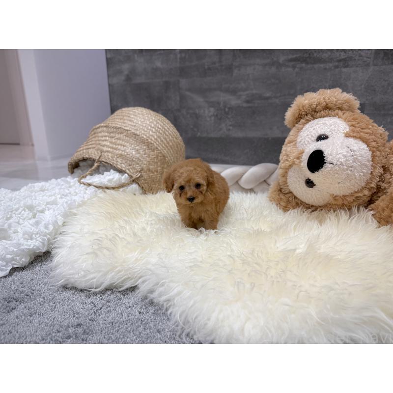 販売中の滋賀県のティーカッププードル-448506の4枚目