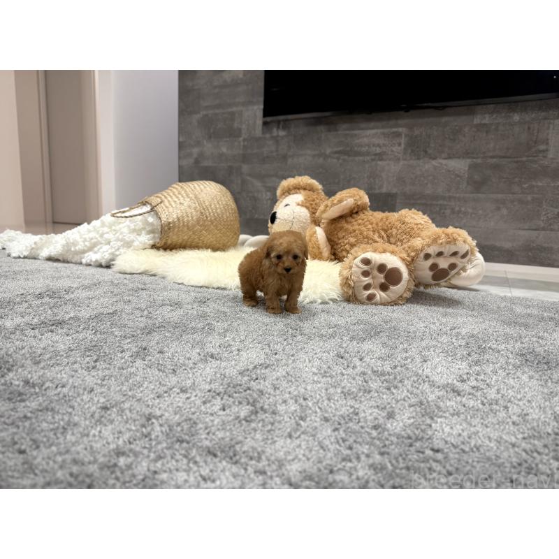 販売中の滋賀県のティーカッププードル-448506の2枚目