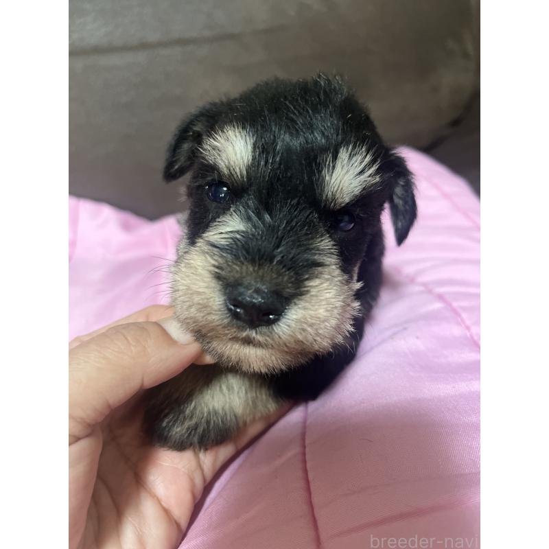 販売中の沖縄県のミニチュアシュナウザー-448518の5枚目