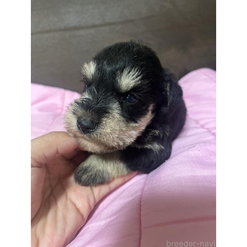 販売中の沖縄県のミニチュアシュナウザー-448518の4枚目