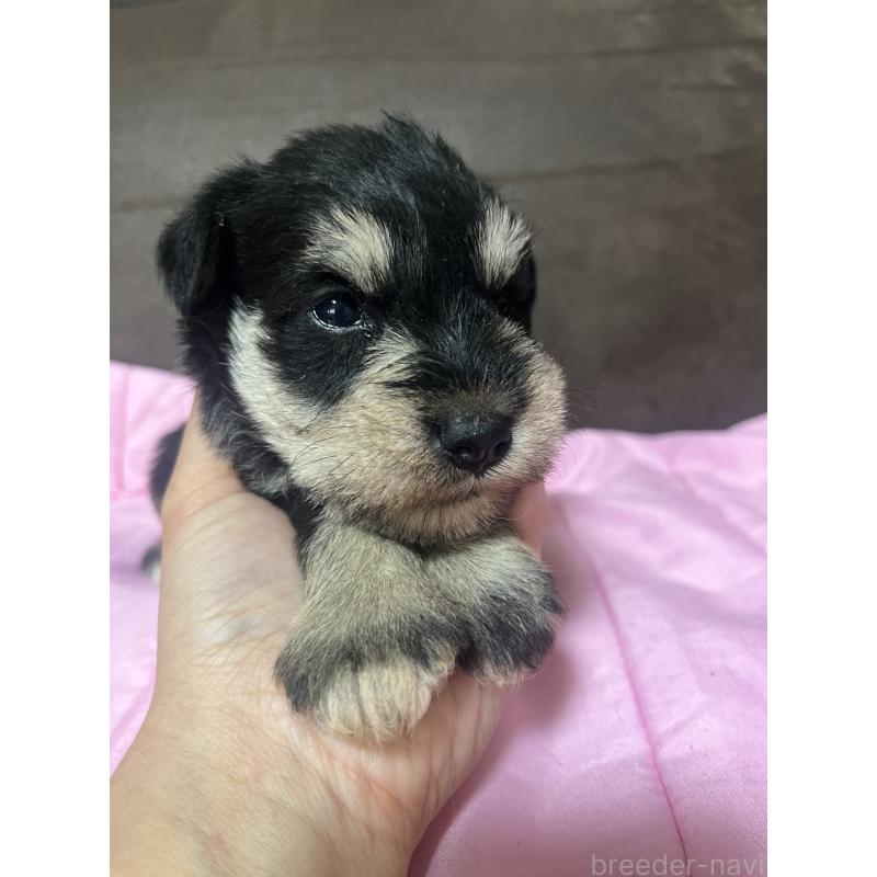 販売中の沖縄県のミニチュアシュナウザー-448518の3枚目