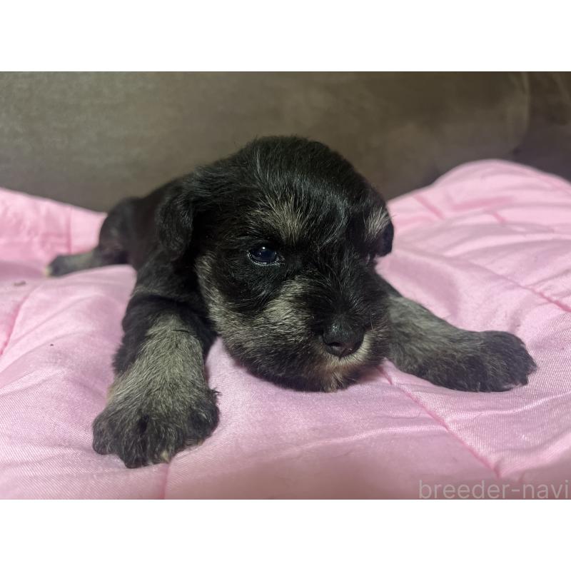 販売中の沖縄県のミニチュアシュナウザー-448519の3枚目