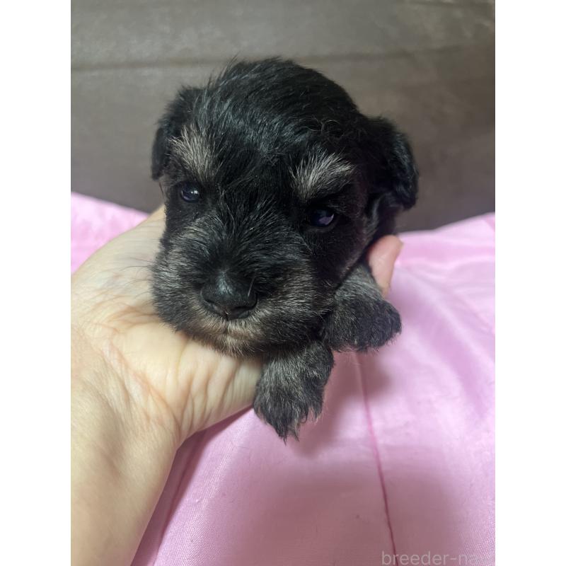 販売中の沖縄県のミニチュアシュナウザー-448519の2枚目