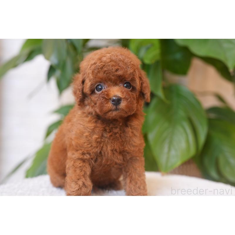 販売中の千葉県のタイニープードル-448520の3枚目