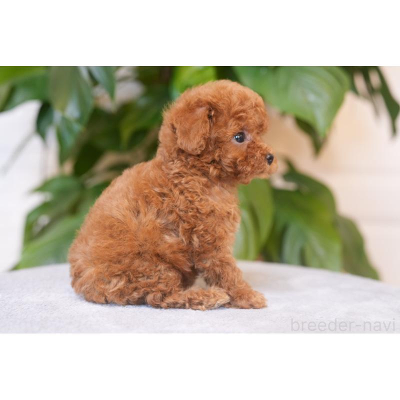 販売中の群馬県のティーカッププードル-448522の5枚目