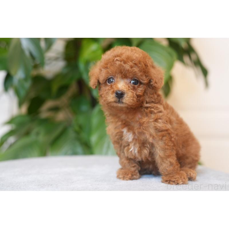 販売中の群馬県のティーカッププードル-448522の4枚目