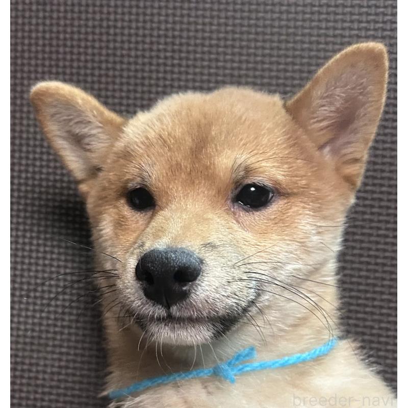 販売中の福岡県の豆柴-439834の13枚目