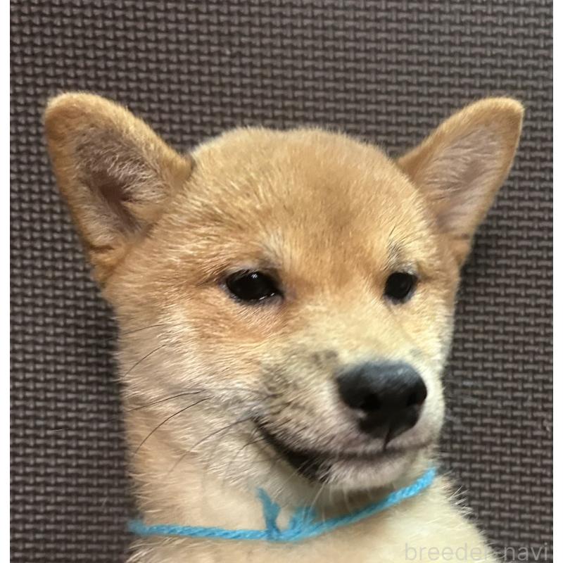 販売中の福岡県の豆柴-439834の12枚目