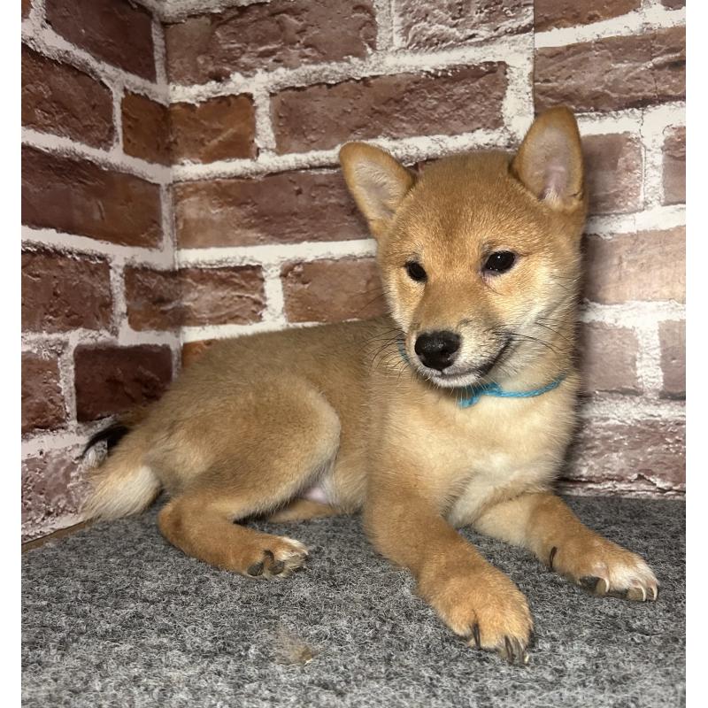 販売中の福岡県の豆柴-439834の11枚目