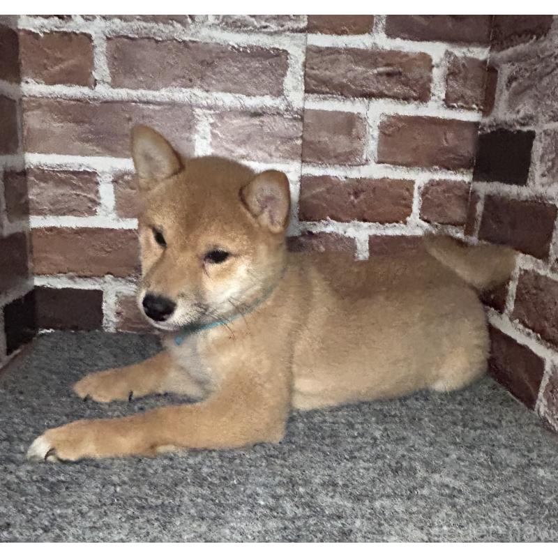 販売中の福岡県の豆柴-439834の10枚目