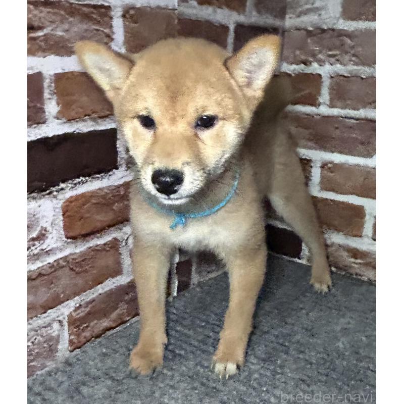 販売中の福岡県の豆柴-439834の9枚目