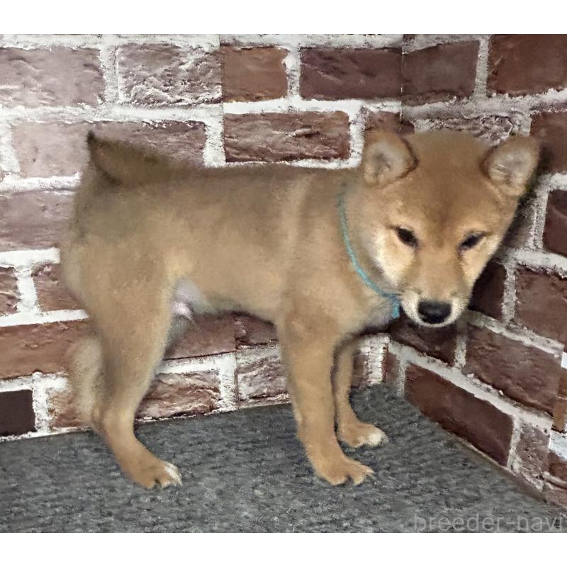 販売中の福岡県の豆柴-439834の8枚目