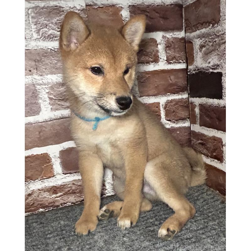 販売中の福岡県の豆柴-439834の7枚目