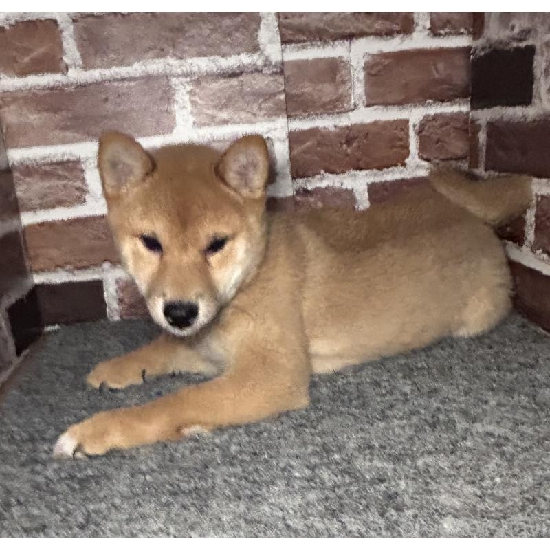 販売中の福岡県の豆柴-439834の6枚目