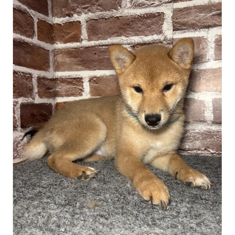 販売中の福岡県の豆柴-439834の5枚目