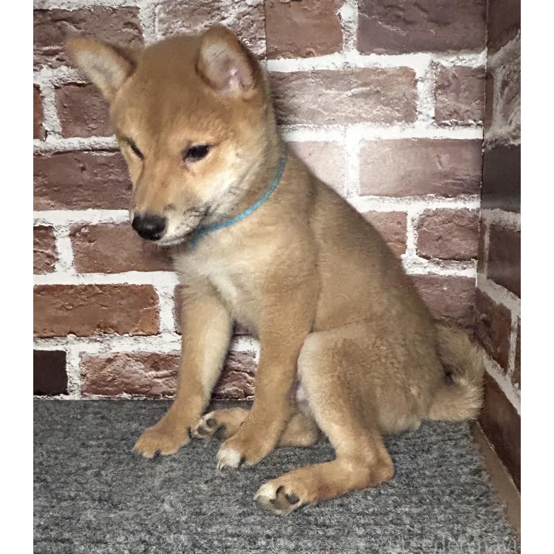 販売中の福岡県の豆柴-439834の3枚目