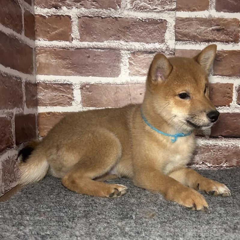 販売中の福岡県の豆柴-439834の2枚目