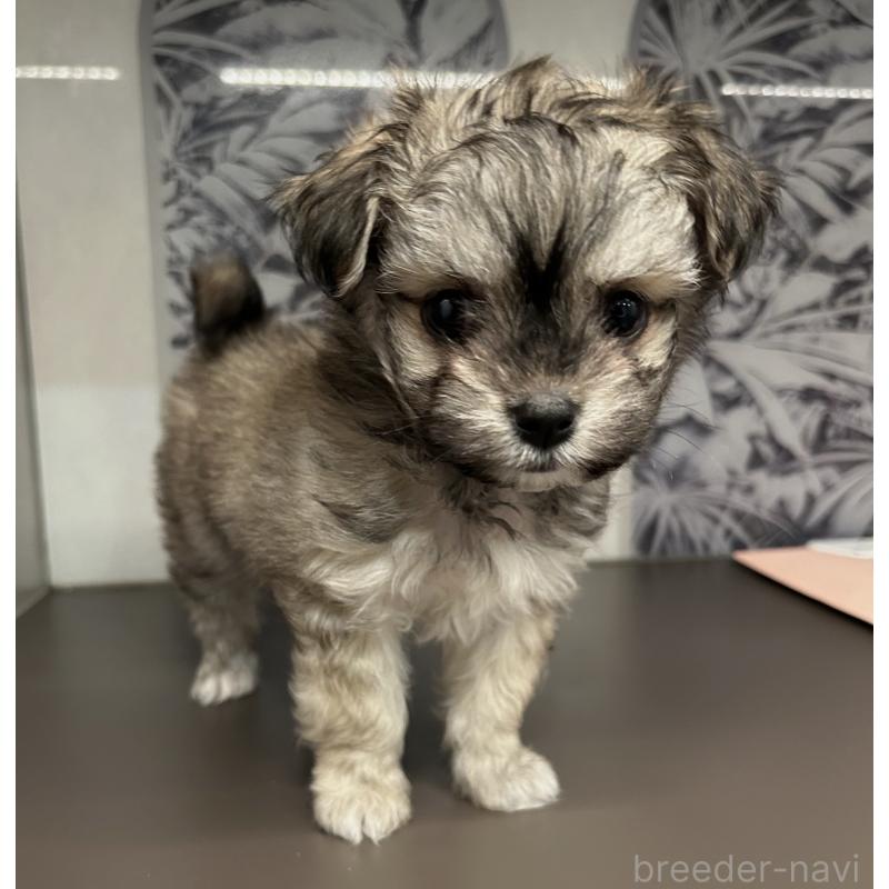 販売中の東京都のポメマル:ポメラニアン×マルチーズ-448333の4枚目