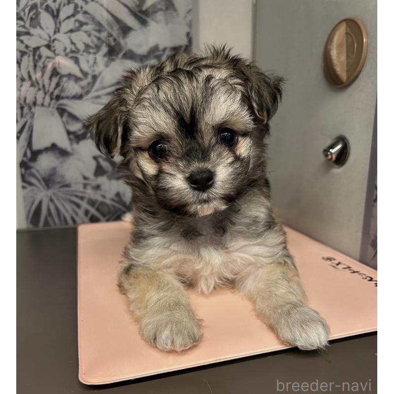 販売中の東京都のポメマル:ポメラニアン×マルチーズ-448333の2枚目