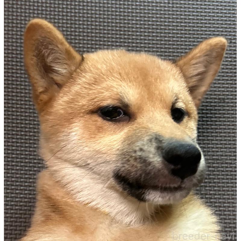 販売中の福岡県の豆柴-439833の13枚目