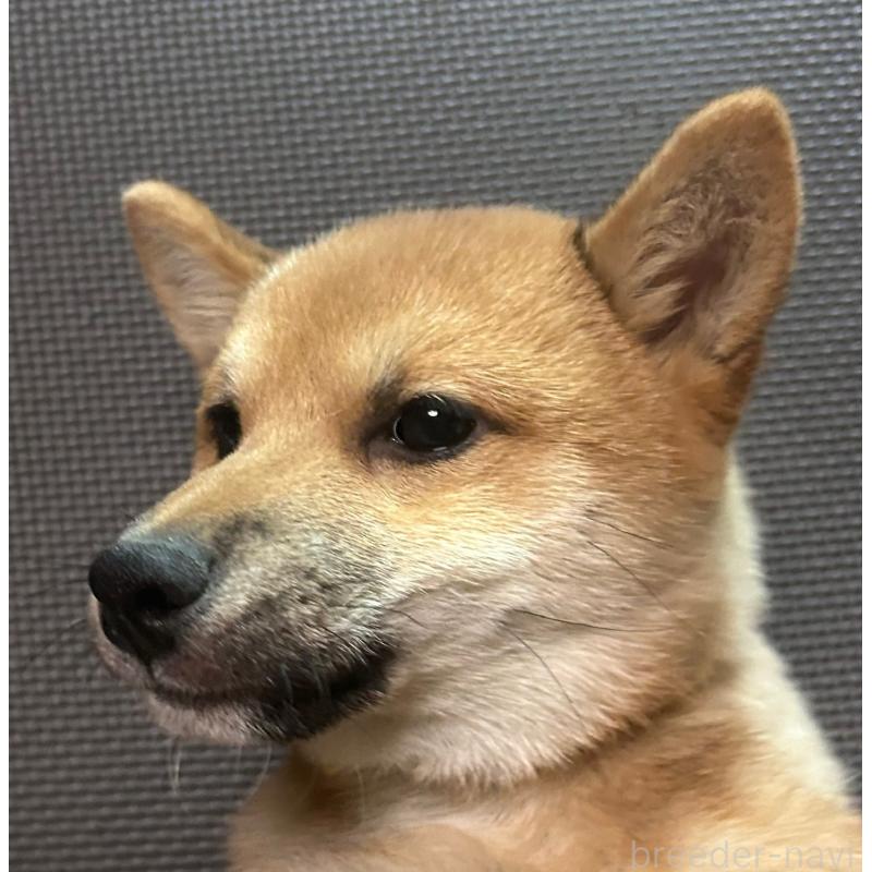 販売中の福岡県の豆柴-439833の12枚目