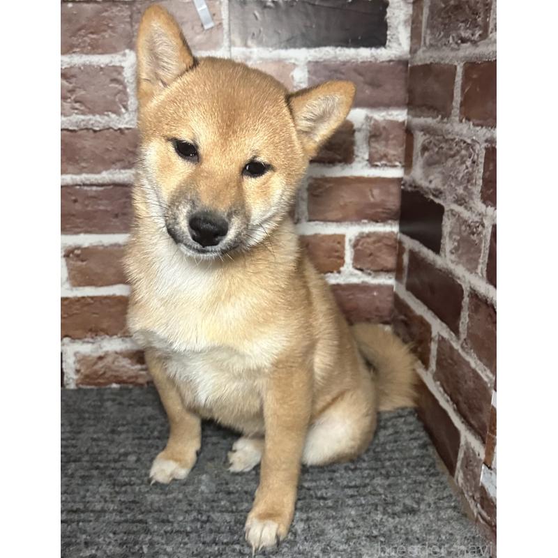 販売中の福岡県の豆柴-439833の11枚目