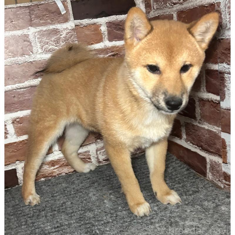 販売中の福岡県の豆柴-439833の10枚目