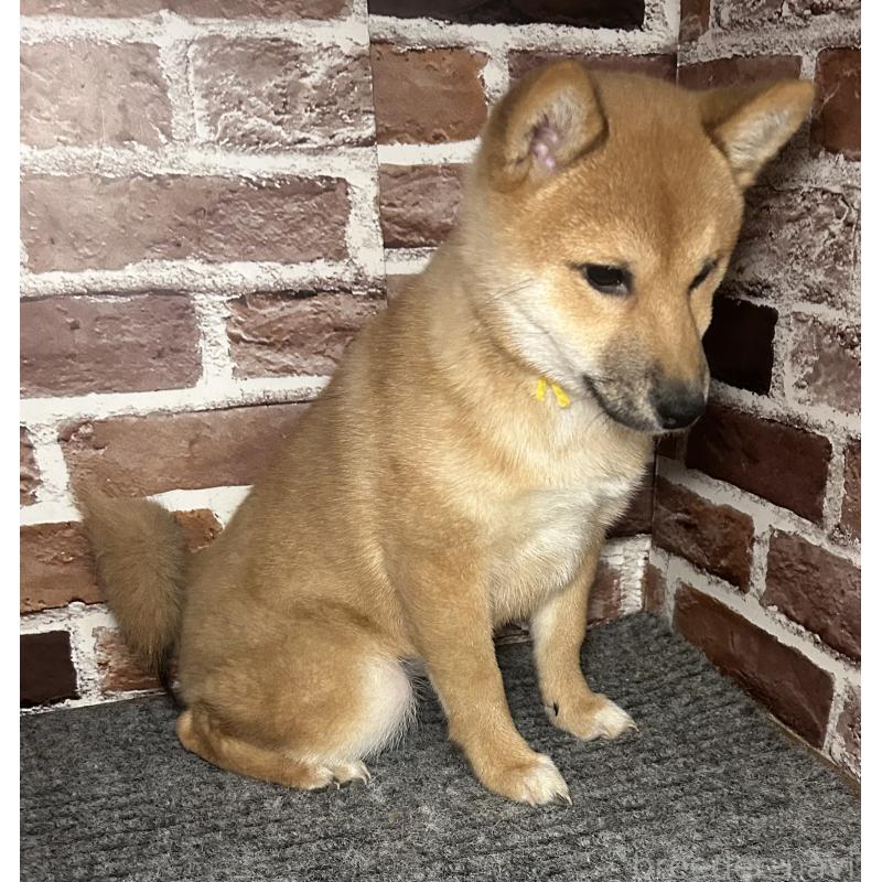 販売中の福岡県の豆柴-439833の9枚目