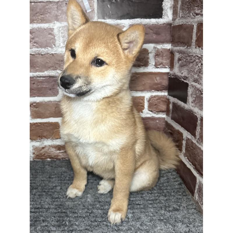 販売中の福岡県の豆柴-439833の8枚目