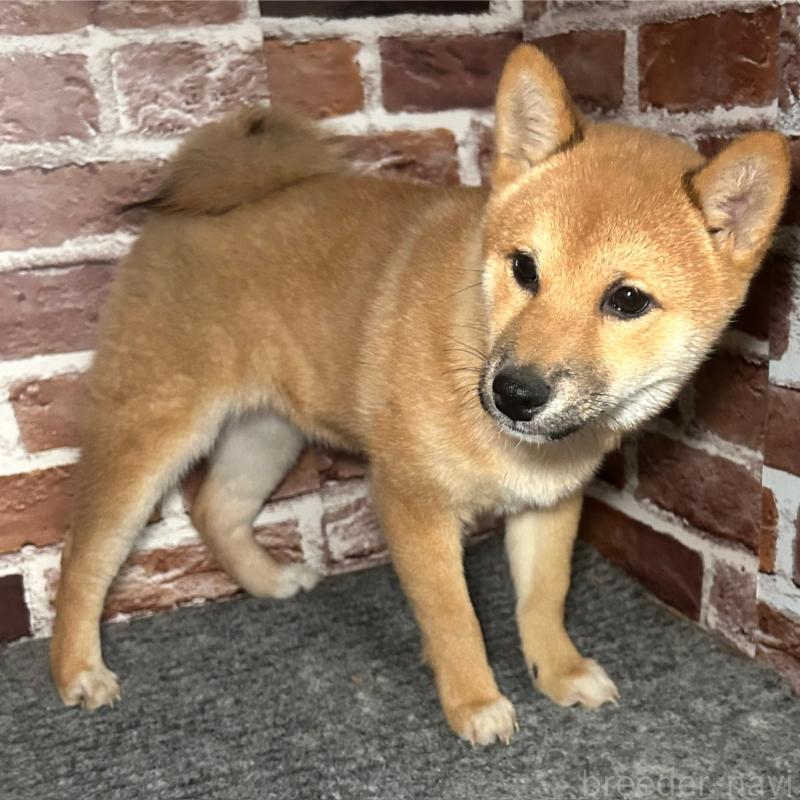 販売中の福岡県の豆柴-439833の7枚目