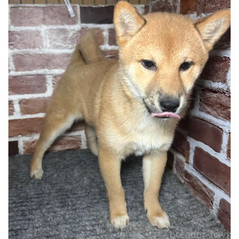 販売中の福岡県の豆柴-439833の6枚目