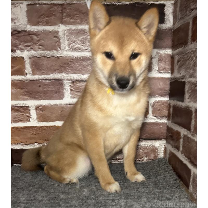 販売中の福岡県の豆柴-439833の5枚目