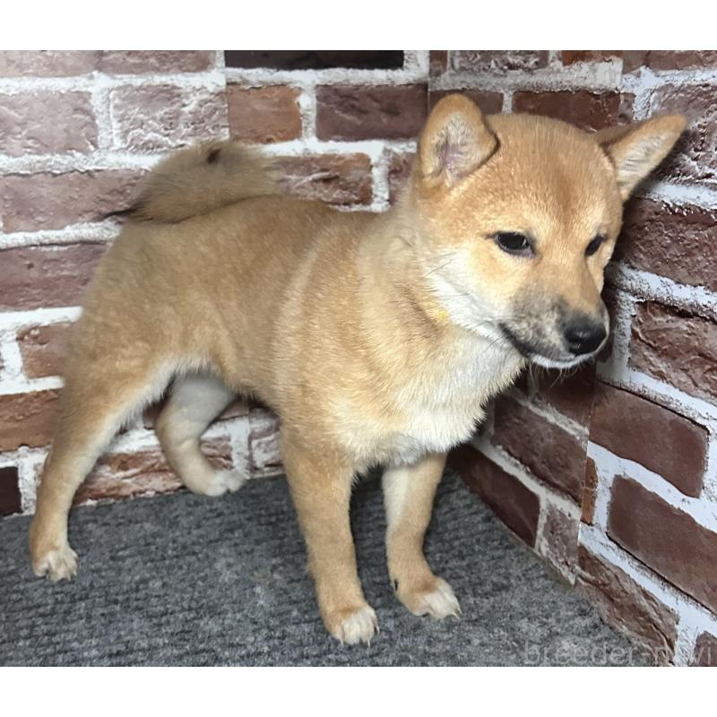 販売中の福岡県の豆柴-439833の4枚目