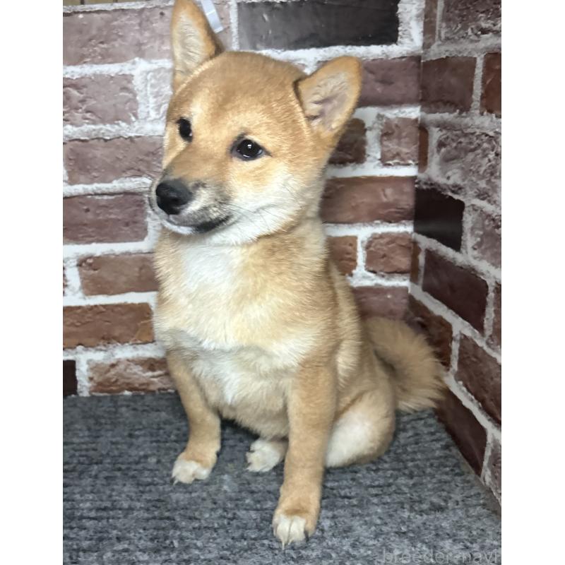 販売中の福岡県の豆柴-439833の3枚目