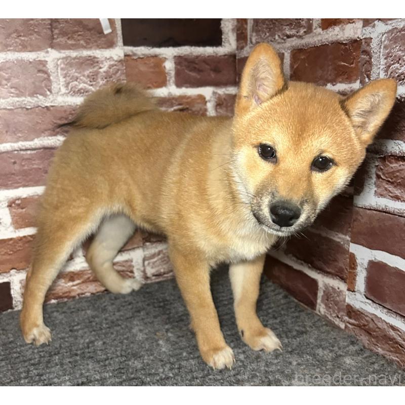 販売中の福岡県の豆柴-439833の2枚目