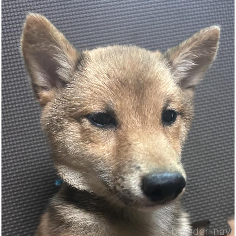 販売中の福岡県の豆柴-433926の14枚目