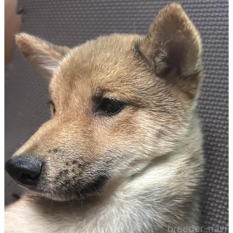 販売中の福岡県の豆柴-433926の13枚目