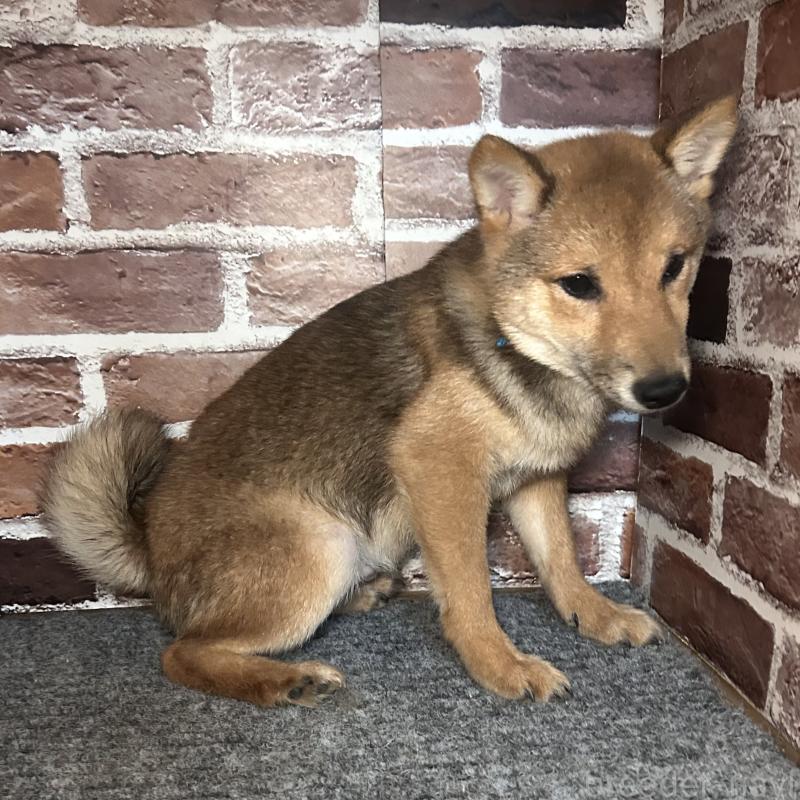 販売中の福岡県の豆柴-433926の12枚目