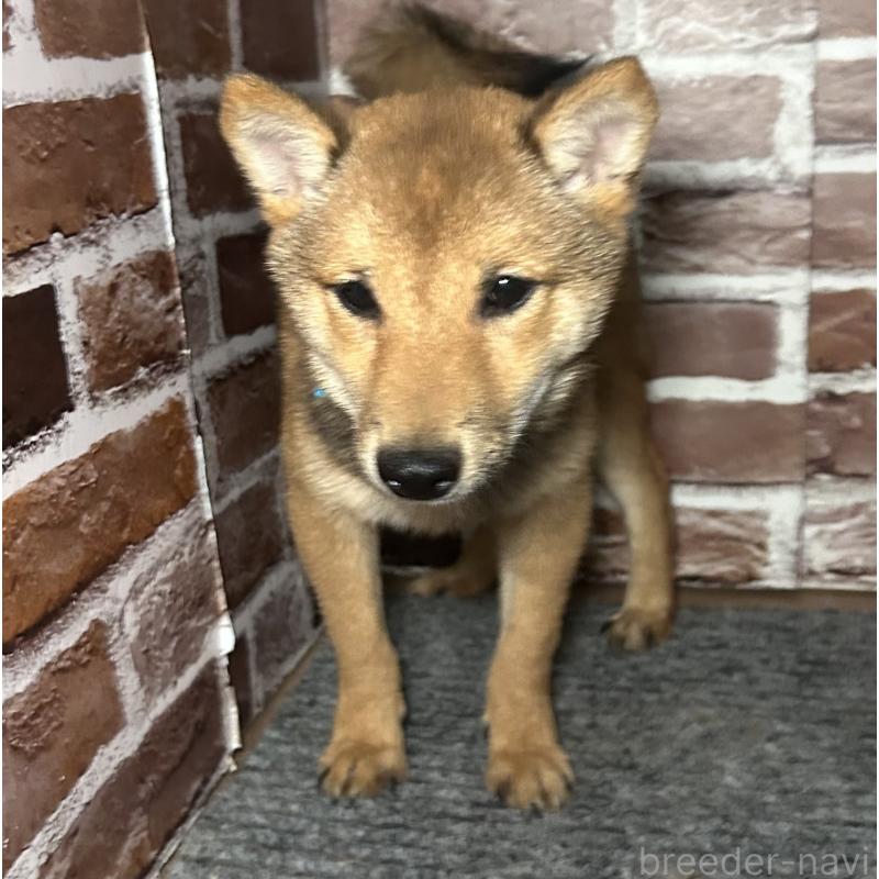 販売中の福岡県の豆柴-433926の11枚目